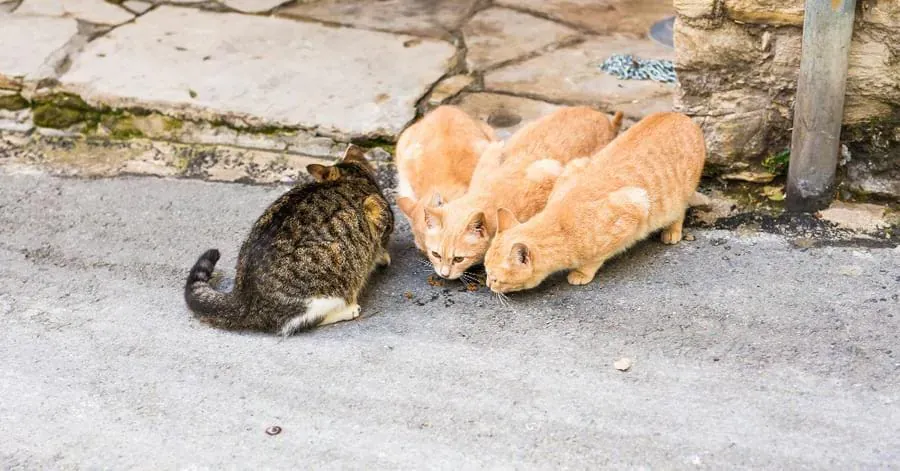Meow Metrics y el nacimiento de una nueva categoría GovTech: la gestión inteligente de colonias felinas