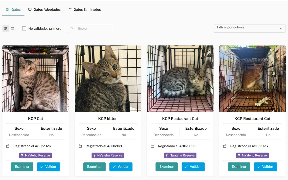 Cat list in Meow Metrics: cards with photo, sex, neutering status, registration date and colony, with buttons to examine and validate