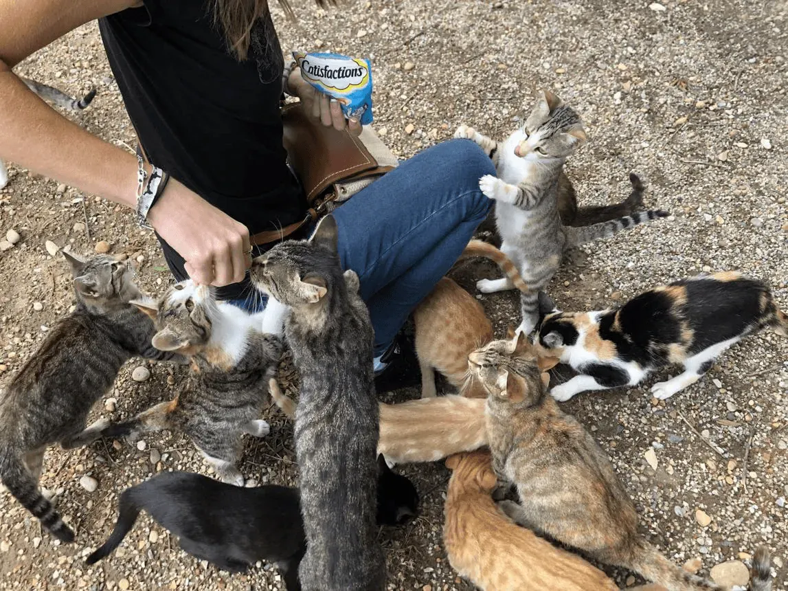 Community cat resting outdoors, representing the often unseen daily efforts involved in managing and caring for feline colonies.