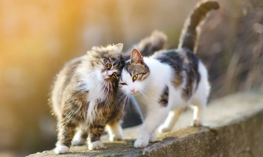 Community cat resting outdoors, representing the real-world impact of training, collaboration, and hands-on support in feline colony management.