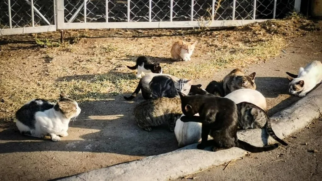 Community cat resting outdoors, representing the role of colony caregivers in monitoring feline populations and identifying welfare concerns at an early stage.